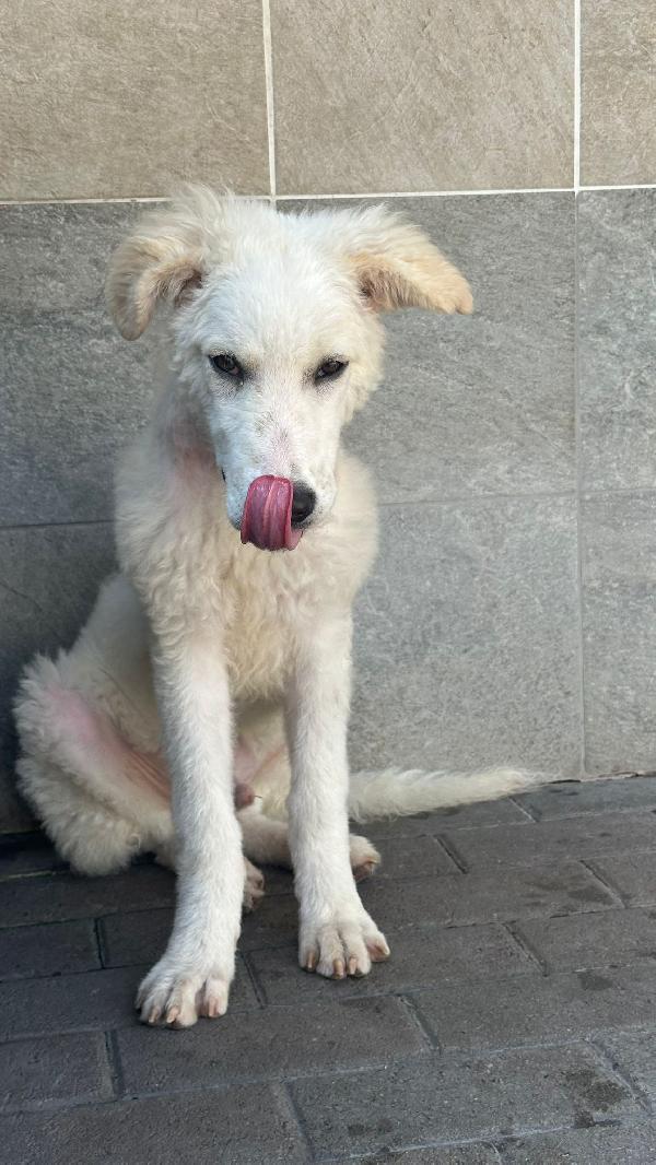 COCO BELLISSIMO CUCCIOLO Foto 6
